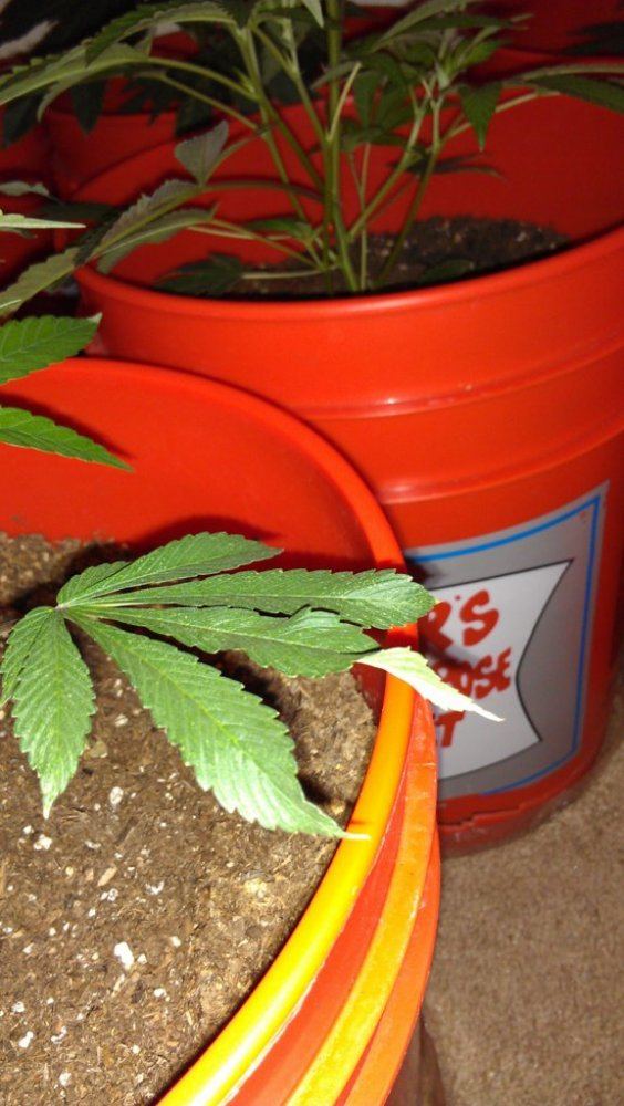 Help with plant diagnosis please 12