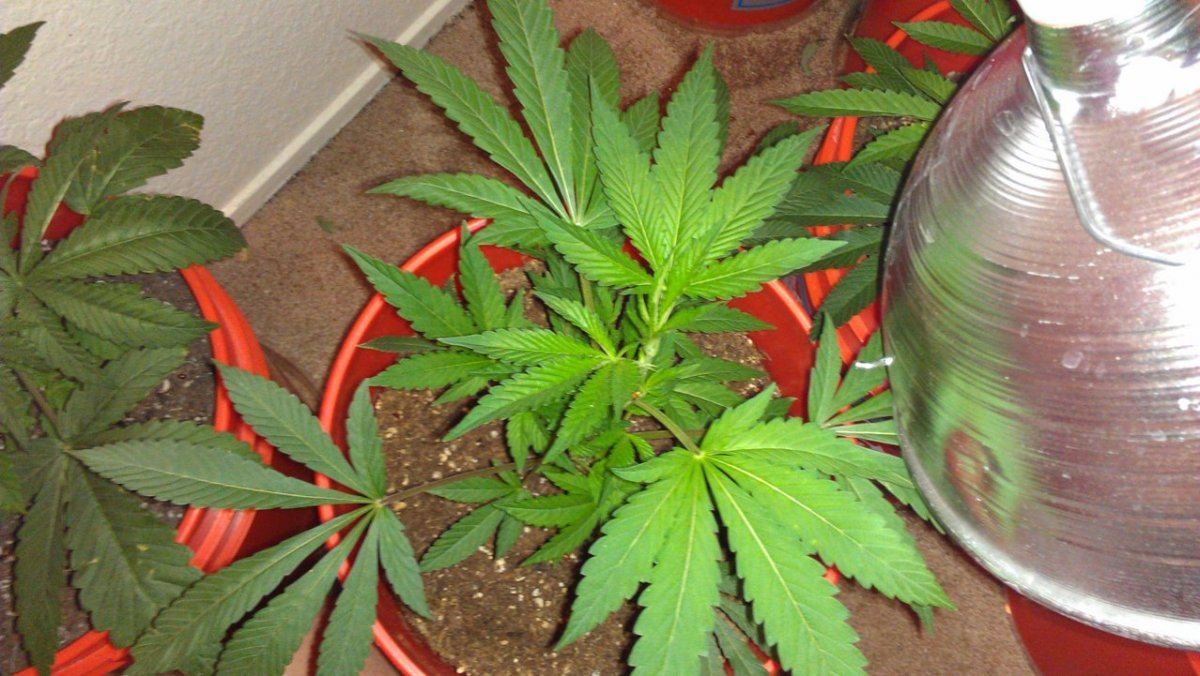 Help with plant diagnosis please 13