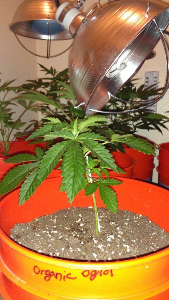 Help with plant diagnosis please 14