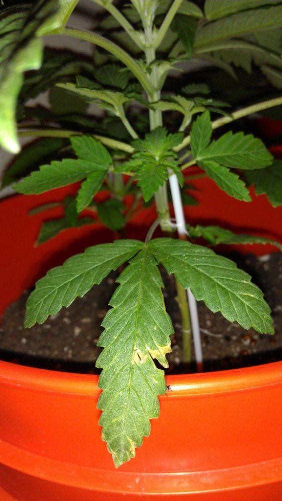 Help with plant diagnosis please 15