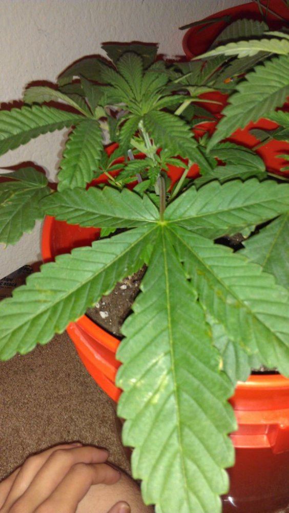 Help with plant diagnosis please 16