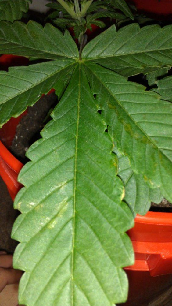 Help with plant diagnosis please 17