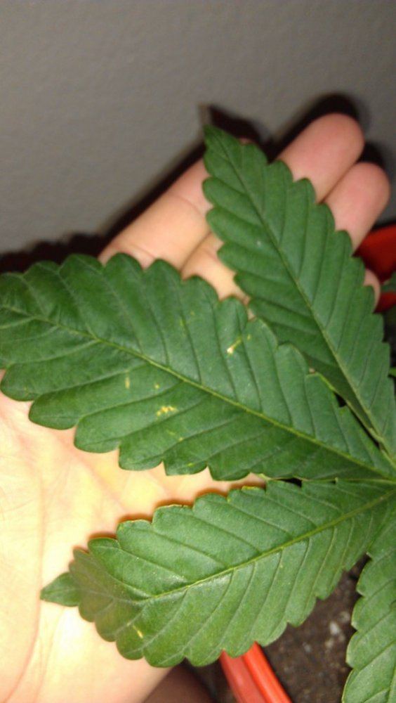 Help with plant diagnosis please 18