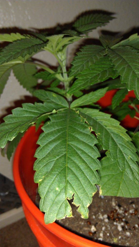Help with plant diagnosis please 19