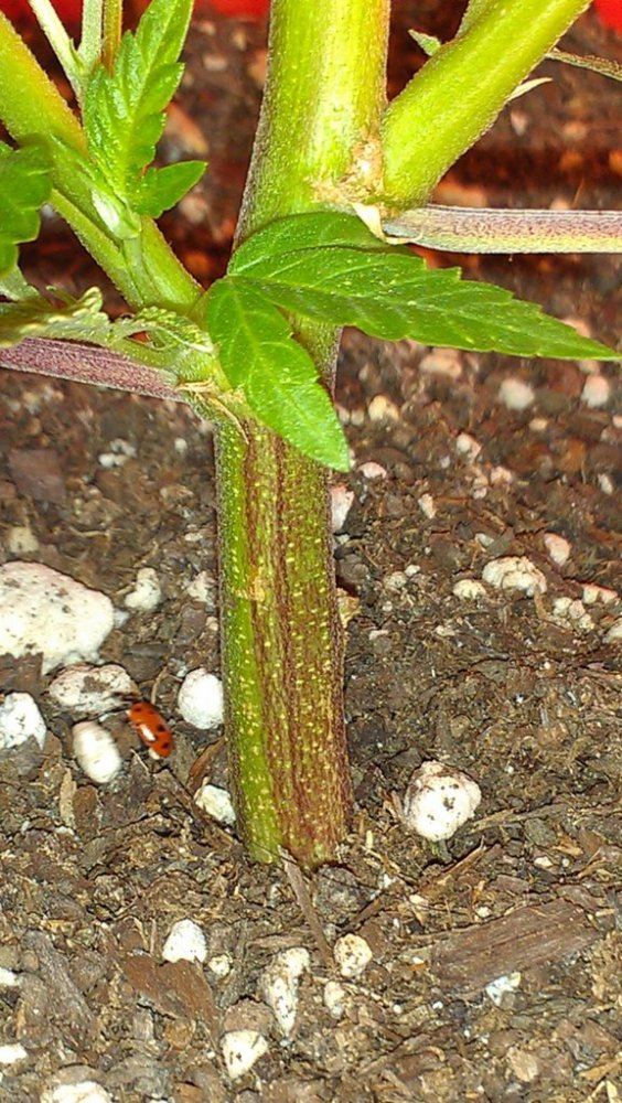 Help with plant diagnosis please 3