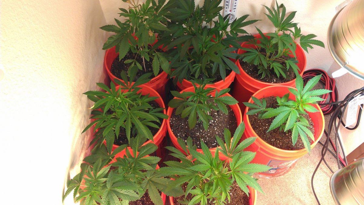 Help with plant diagnosis please 4