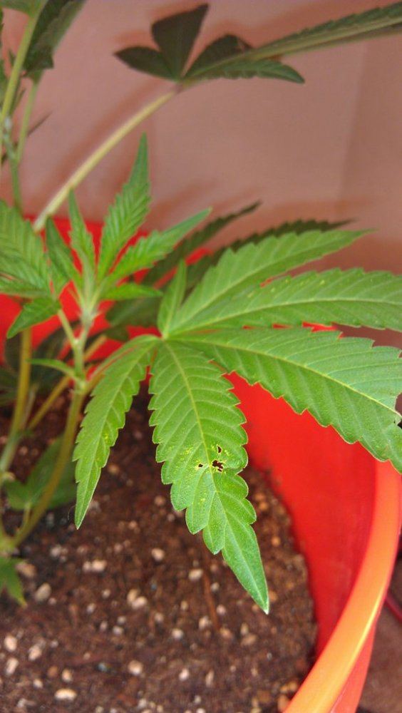 Help with plant diagnosis please 5