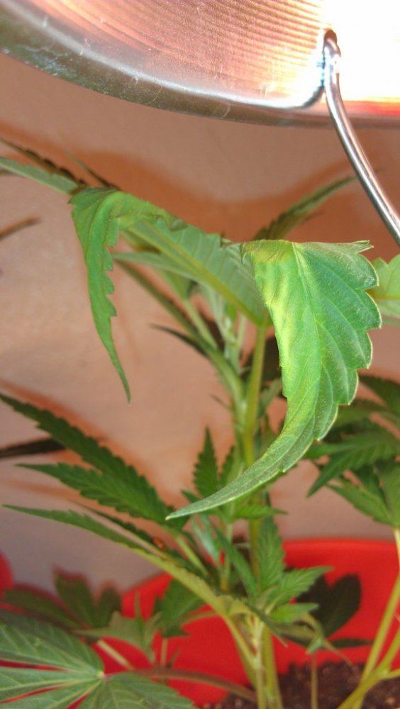 Help with plant diagnosis please 6