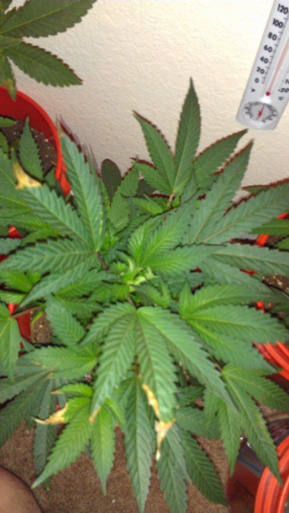 Help with plant diagnosis please 7