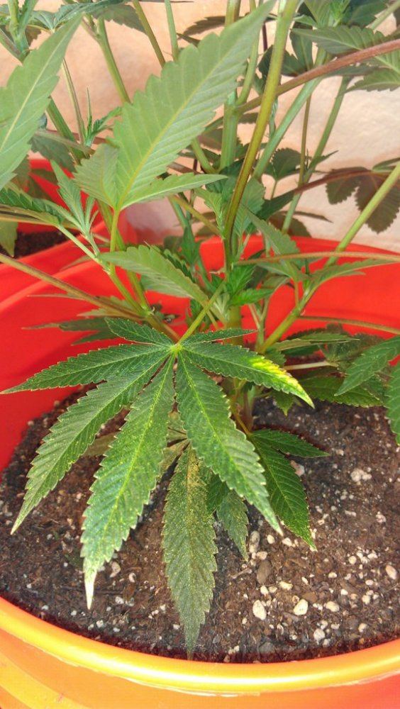 Help with plant diagnosis please 8