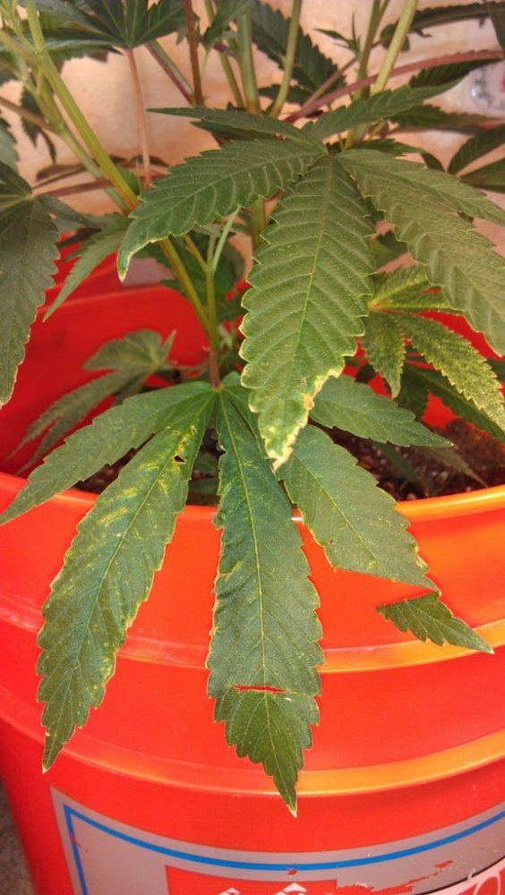 Help with plant diagnosis please 9