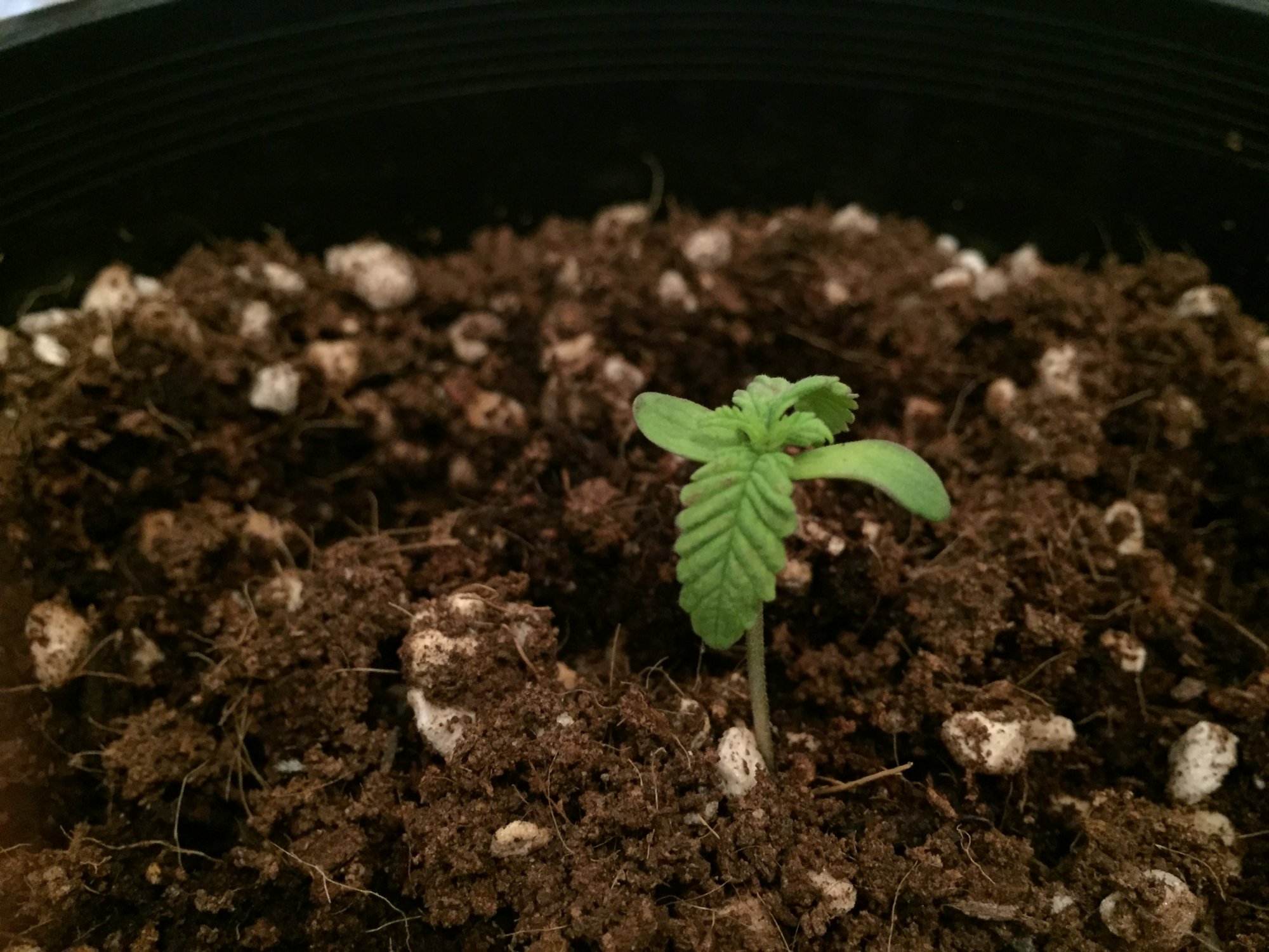 Help with seedling 2