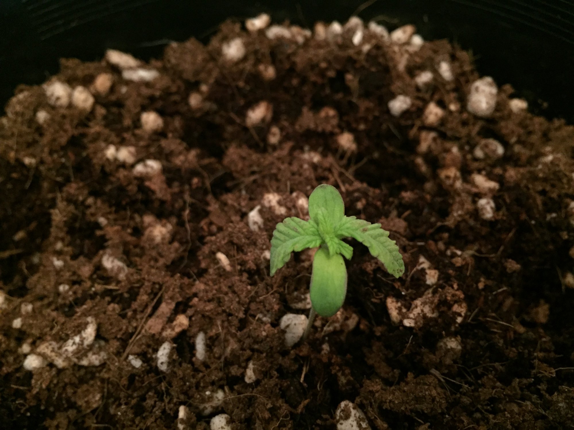 Help with seedling 3