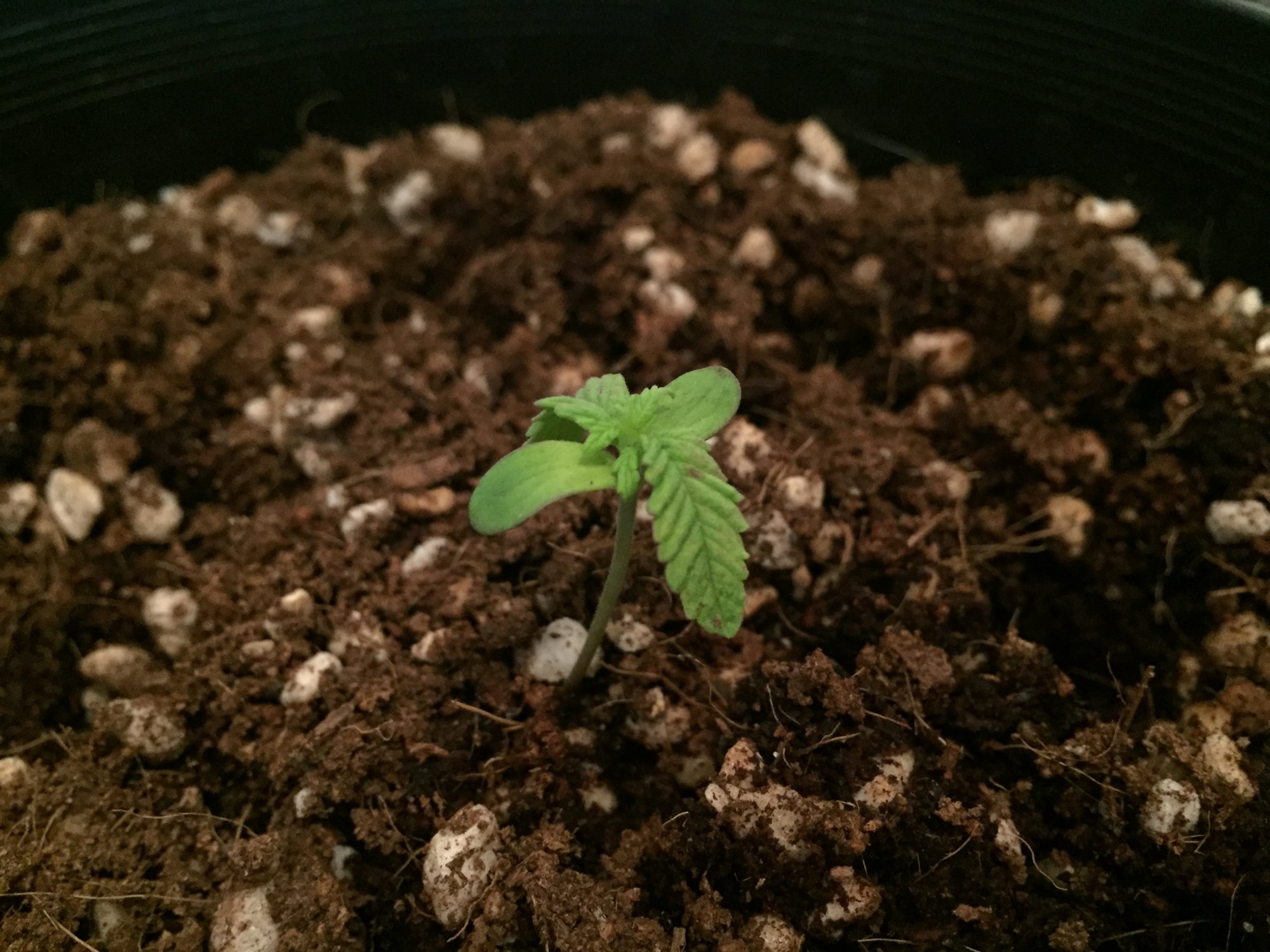 Help with seedling 4