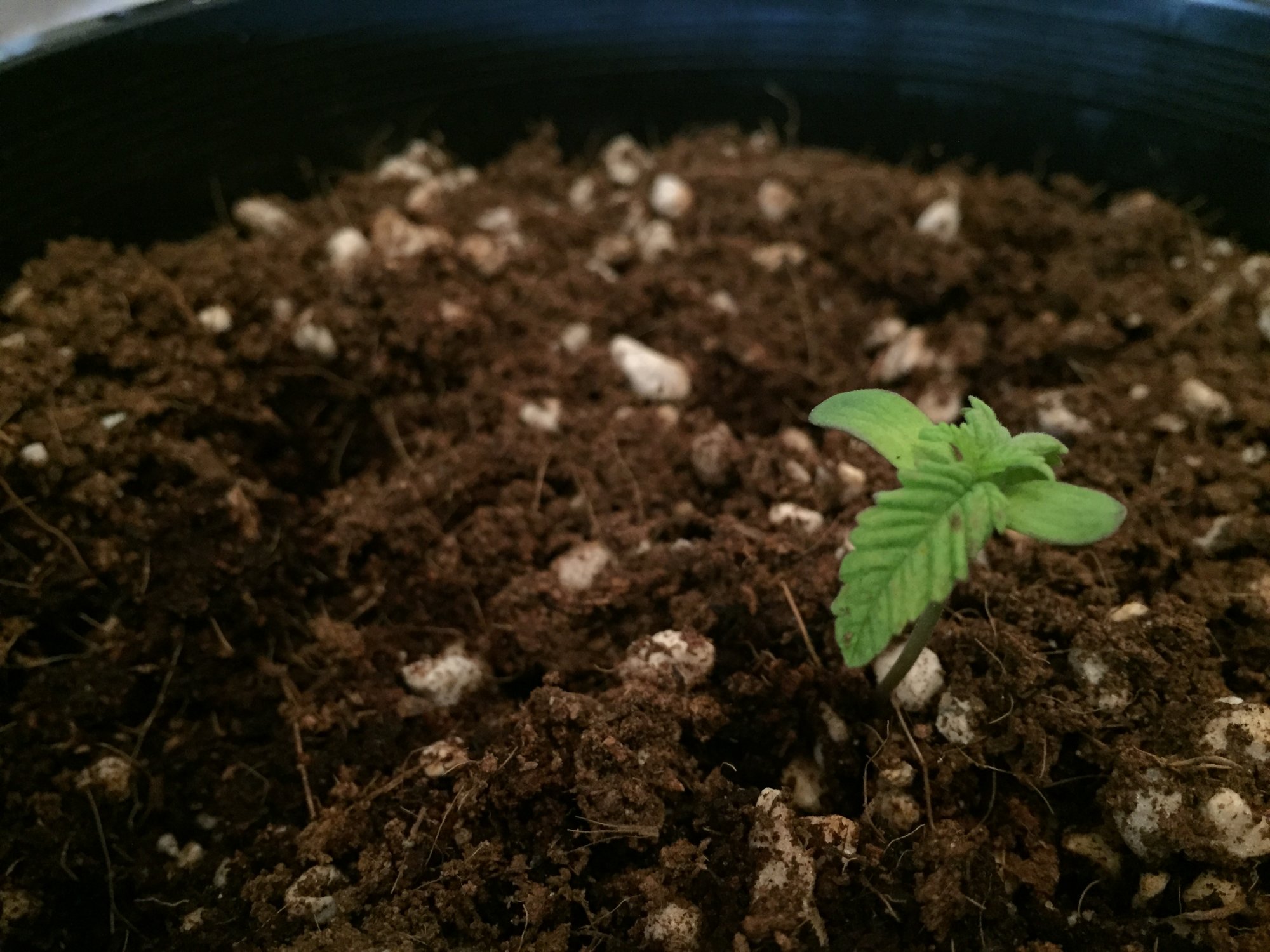 Help with seedling 5