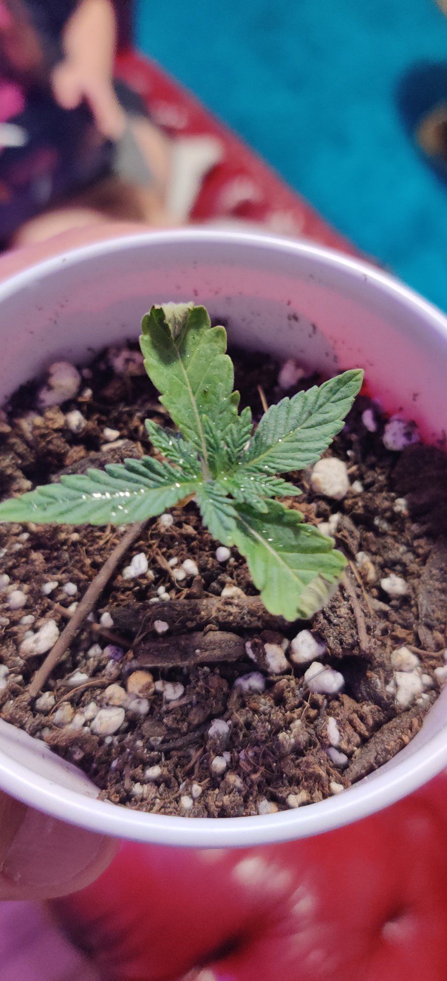 Help with seedling curling please