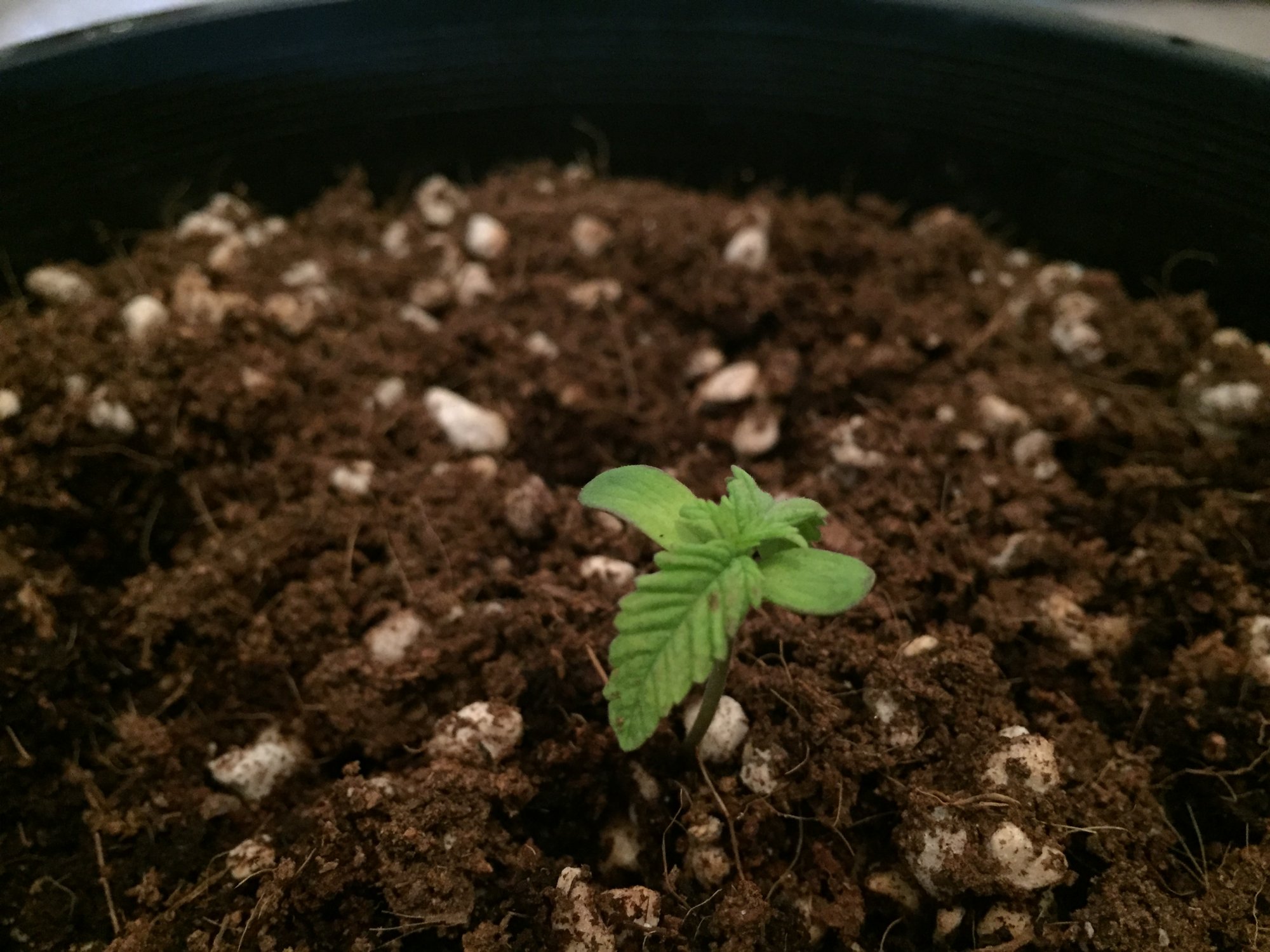 Help with seedling