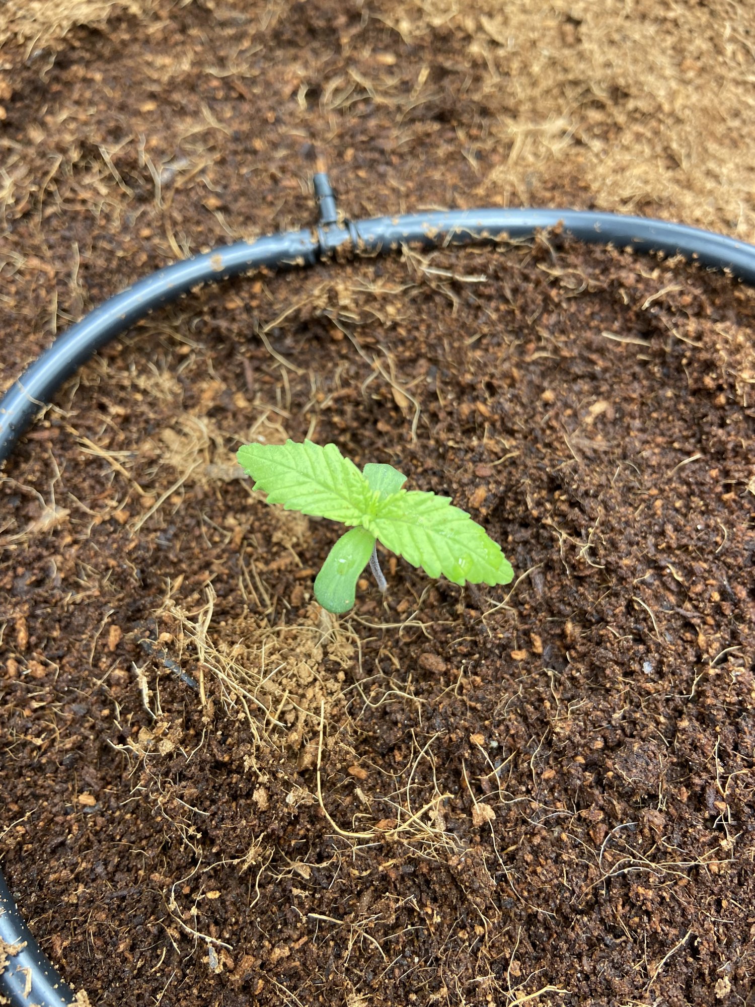 Help with seedling watering in coco 10