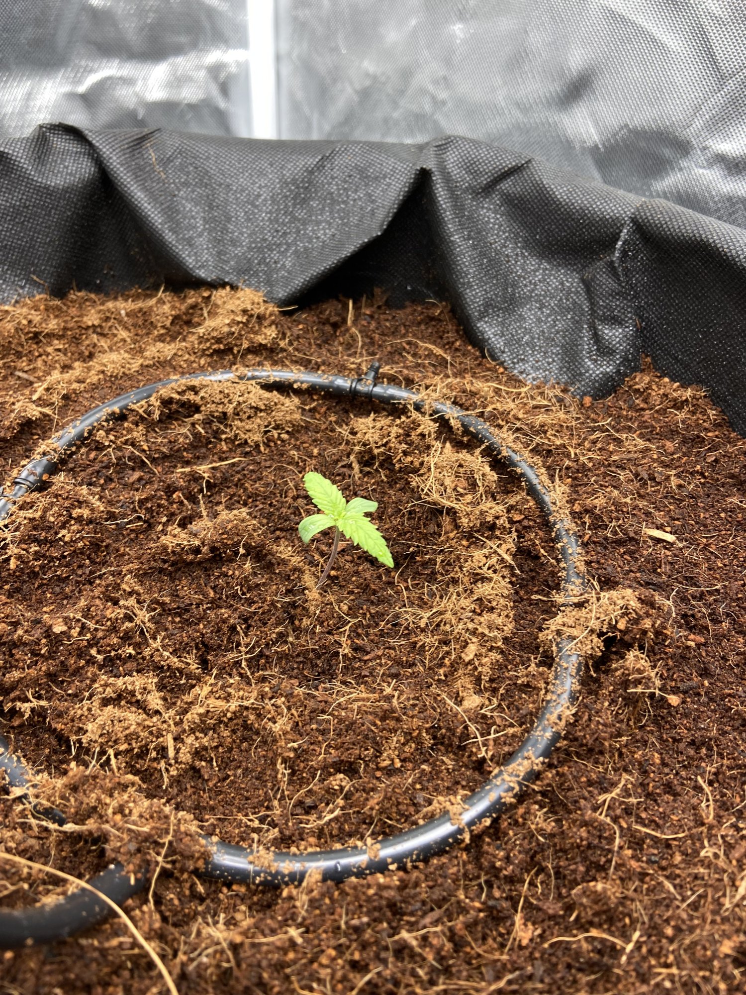 Help with seedling watering in coco 8