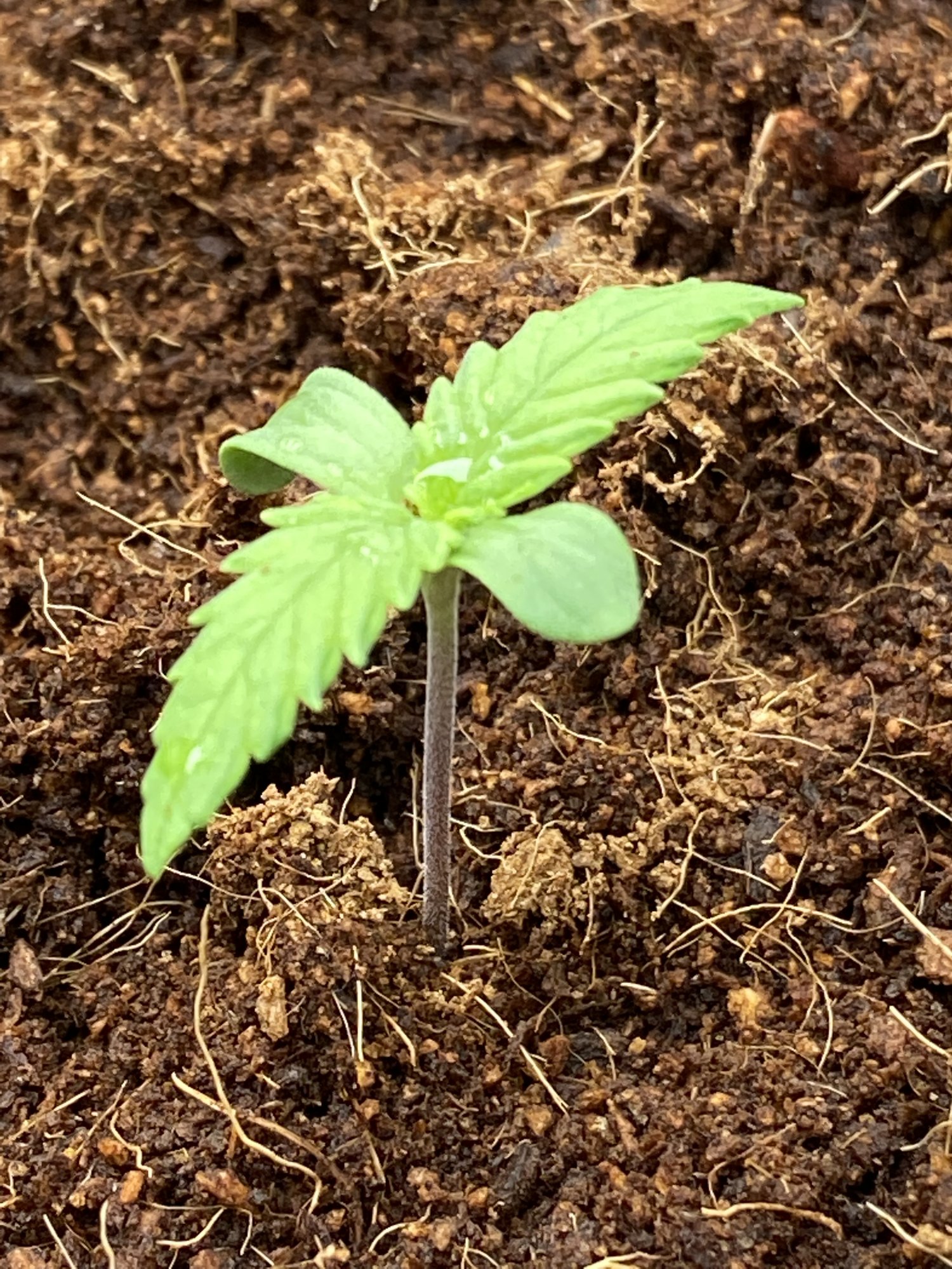 Help with seedling watering in coco