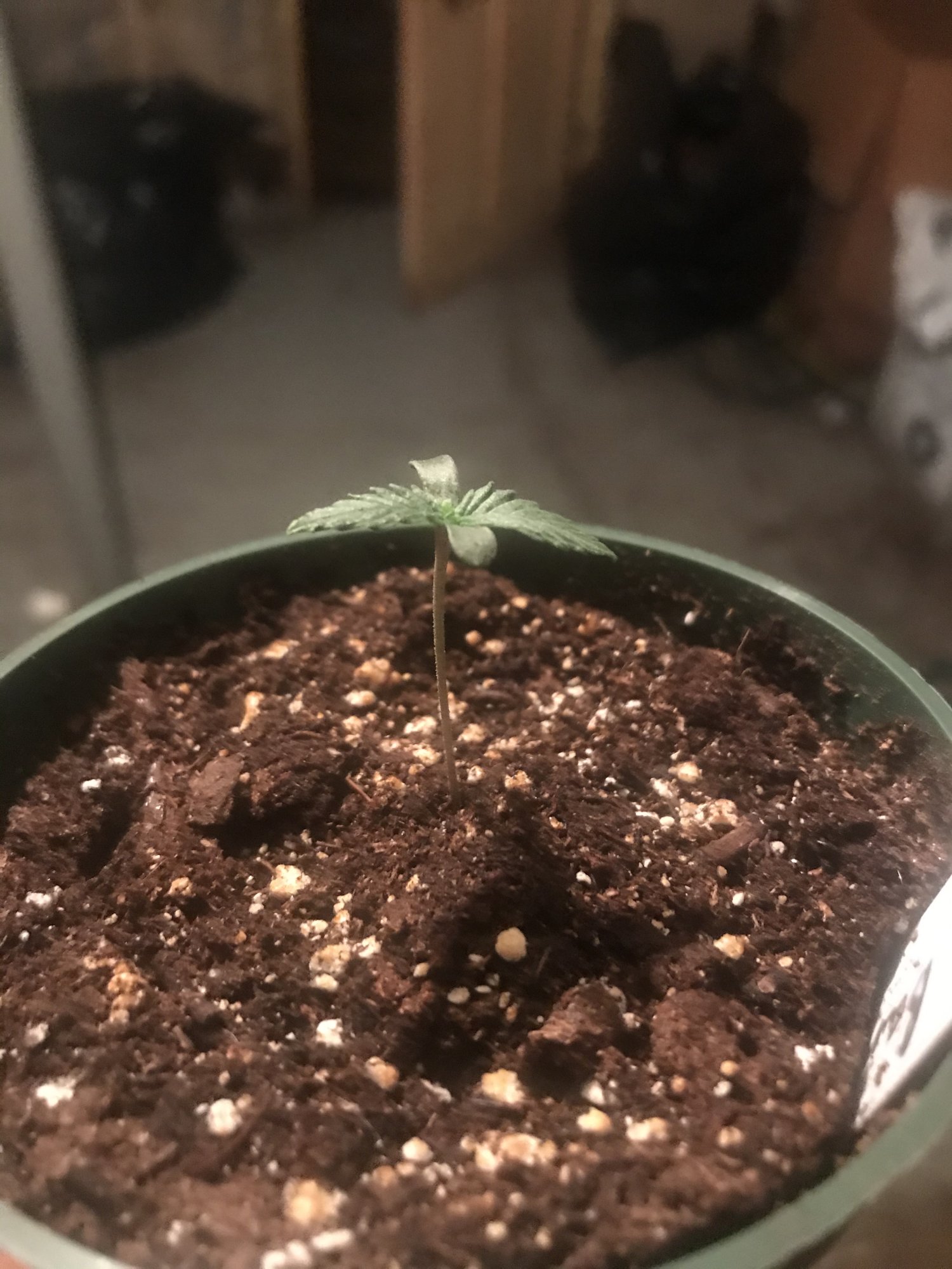 Help with seedlings 2