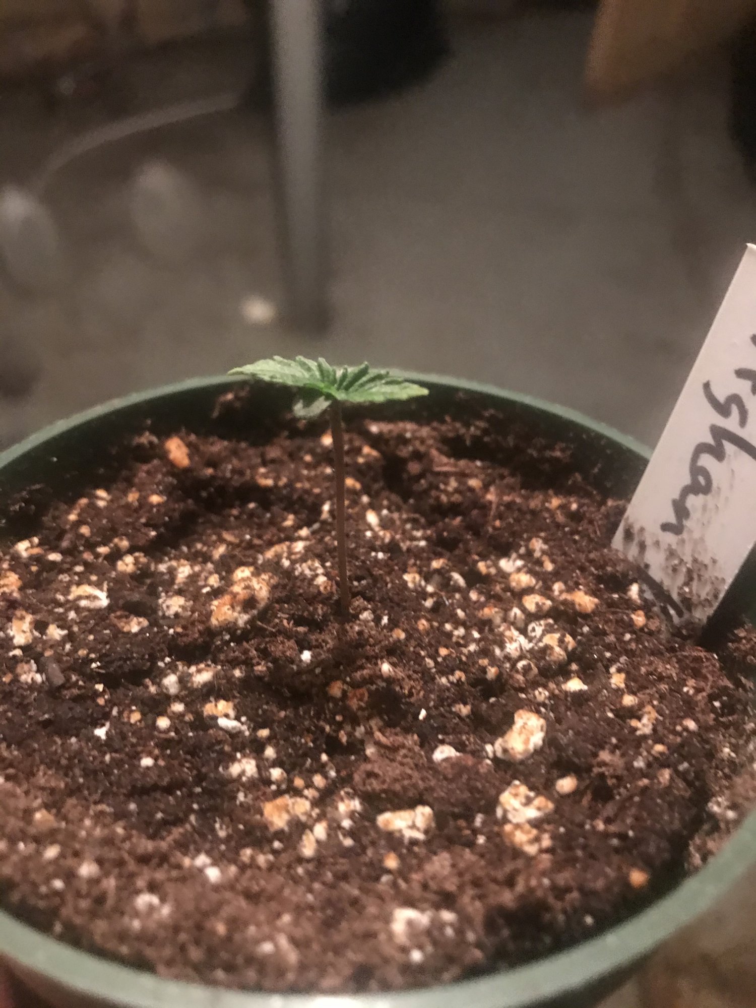 Help with seedlings