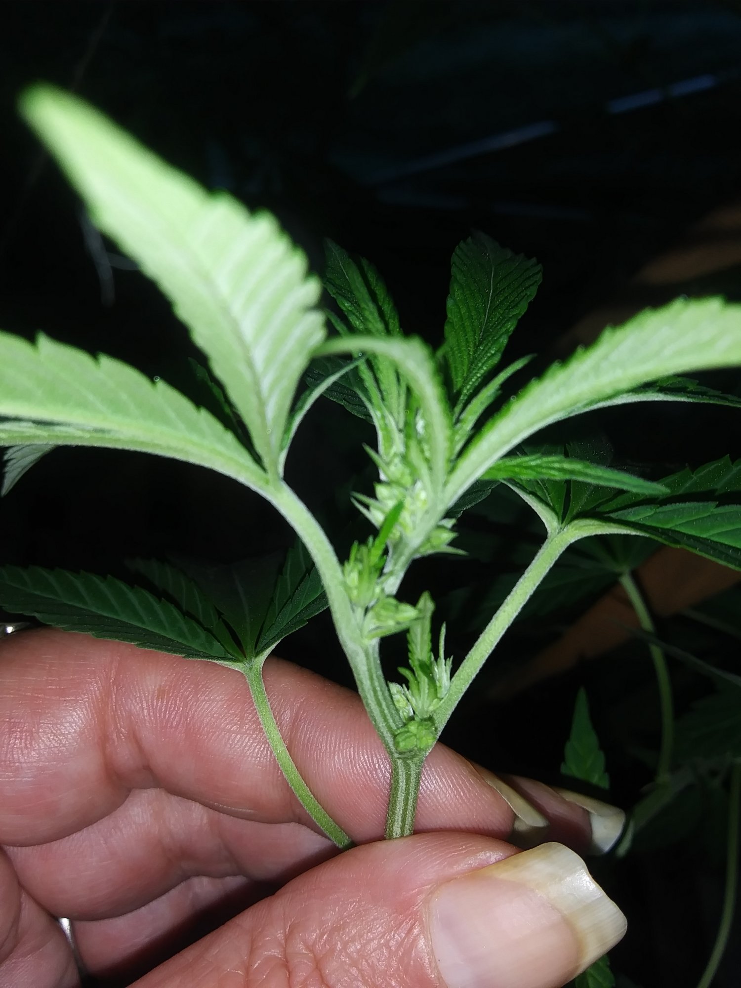 Help with sexing a female clone 4