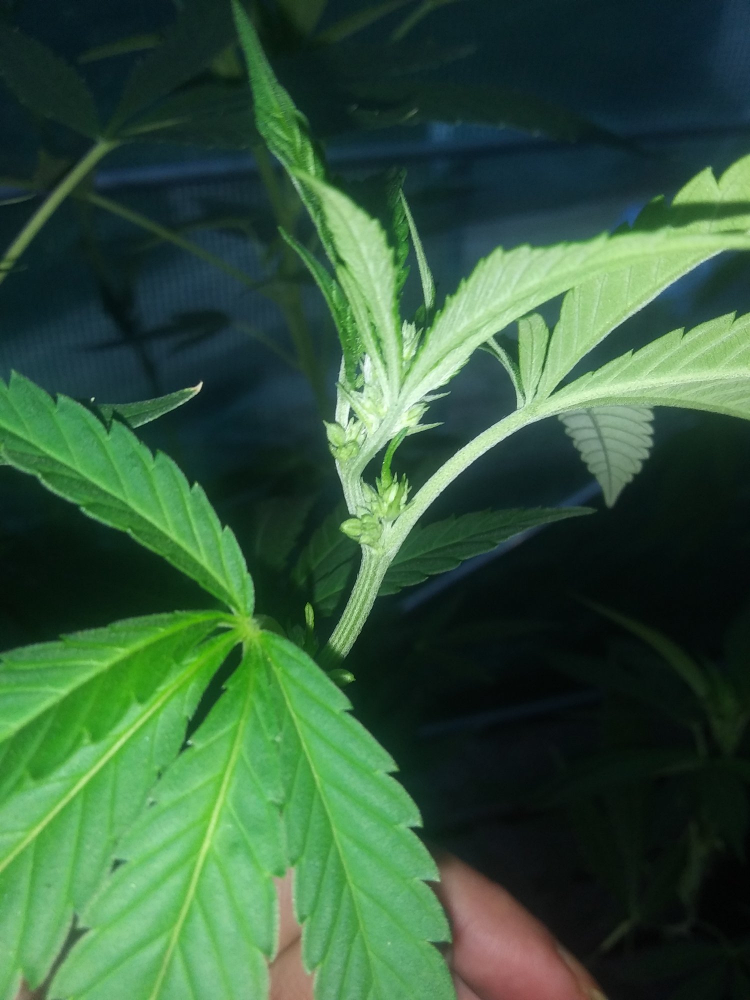Help with sexing a female clone 6