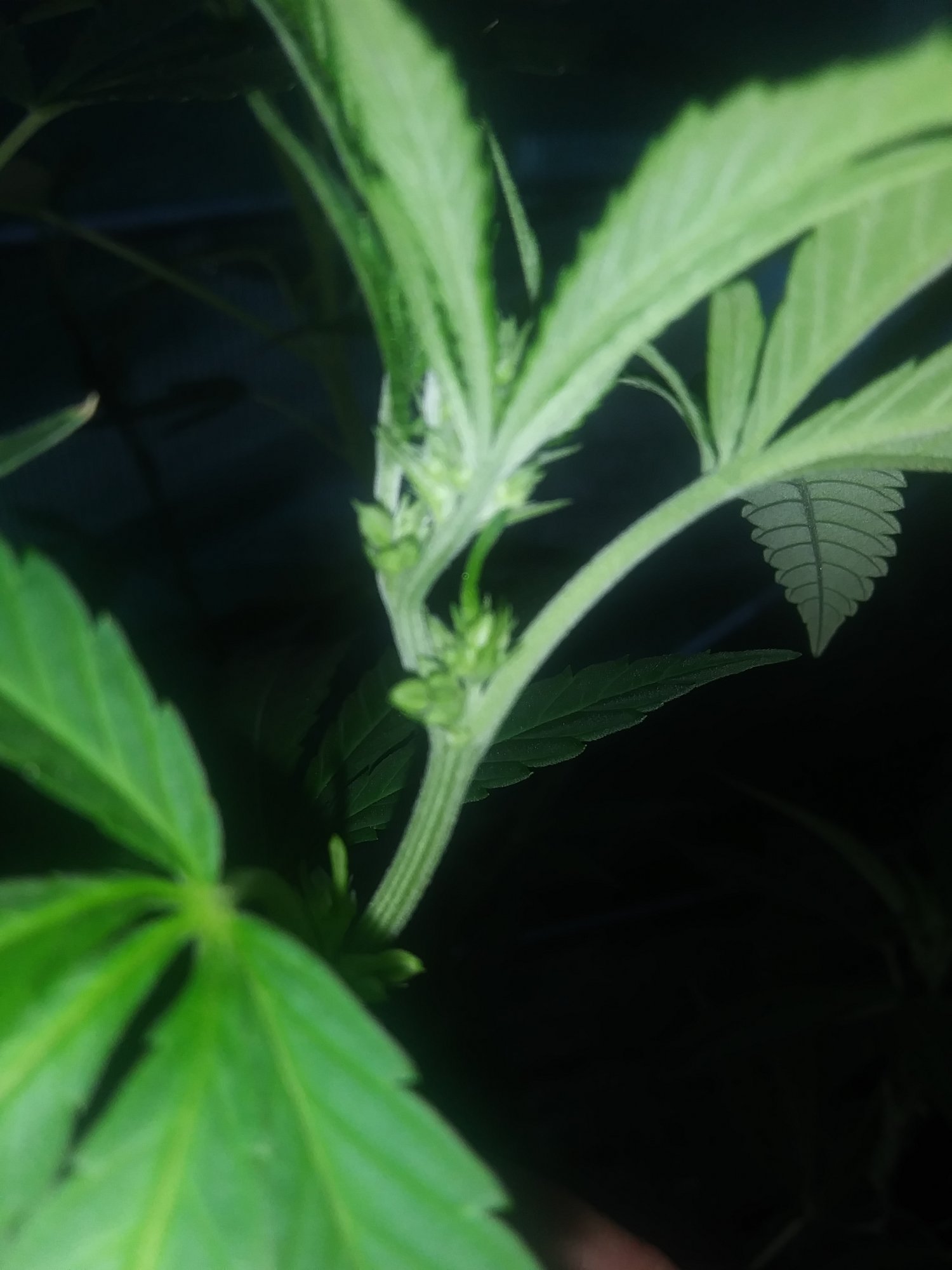Help with sexing a female clone 8