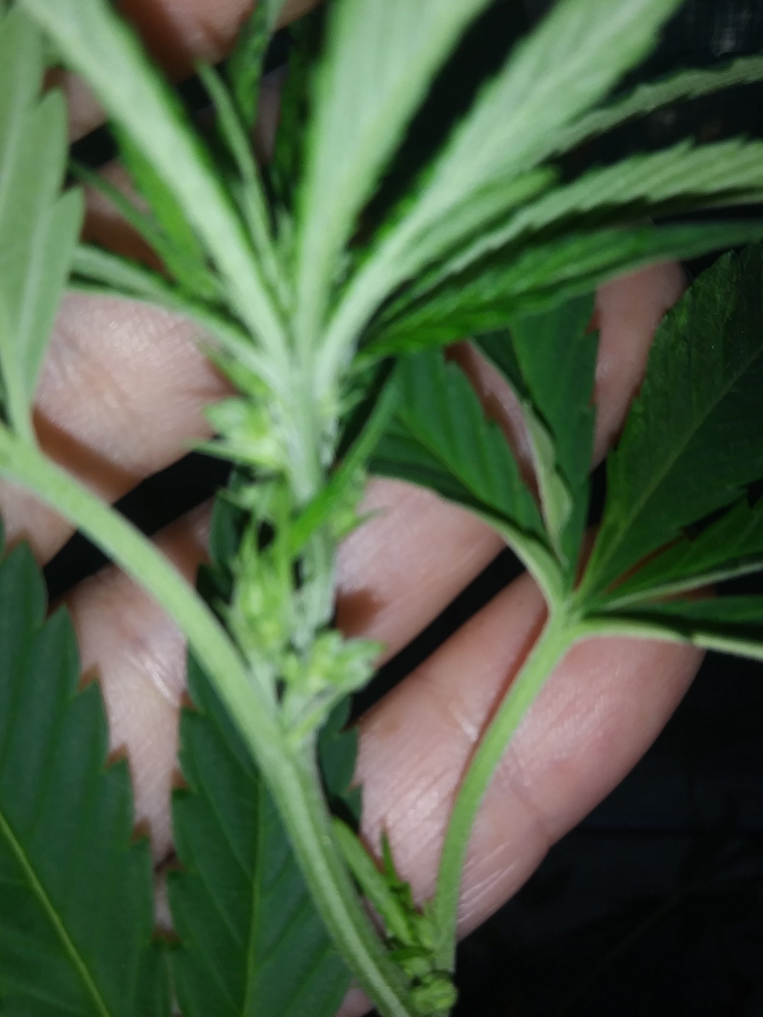 Help with sexing a female clone