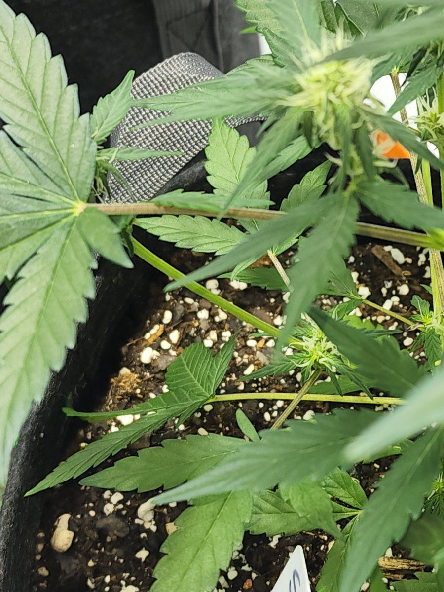 Help with siberian auto plant yellow tips and curl on new growth 2