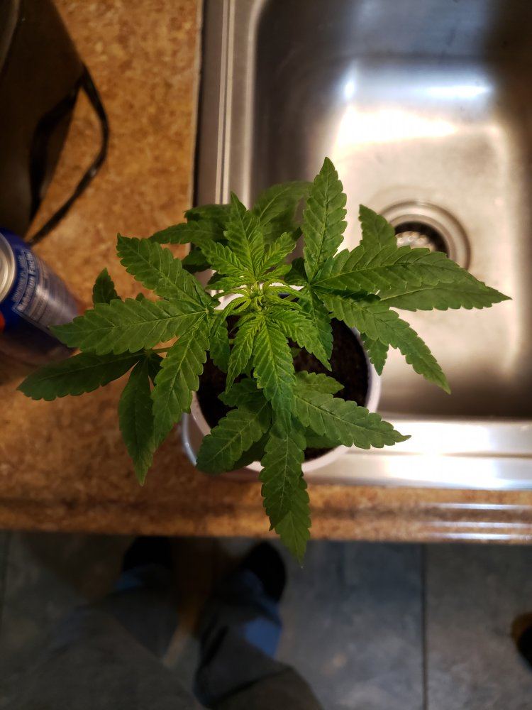 Help with sick plant please 2