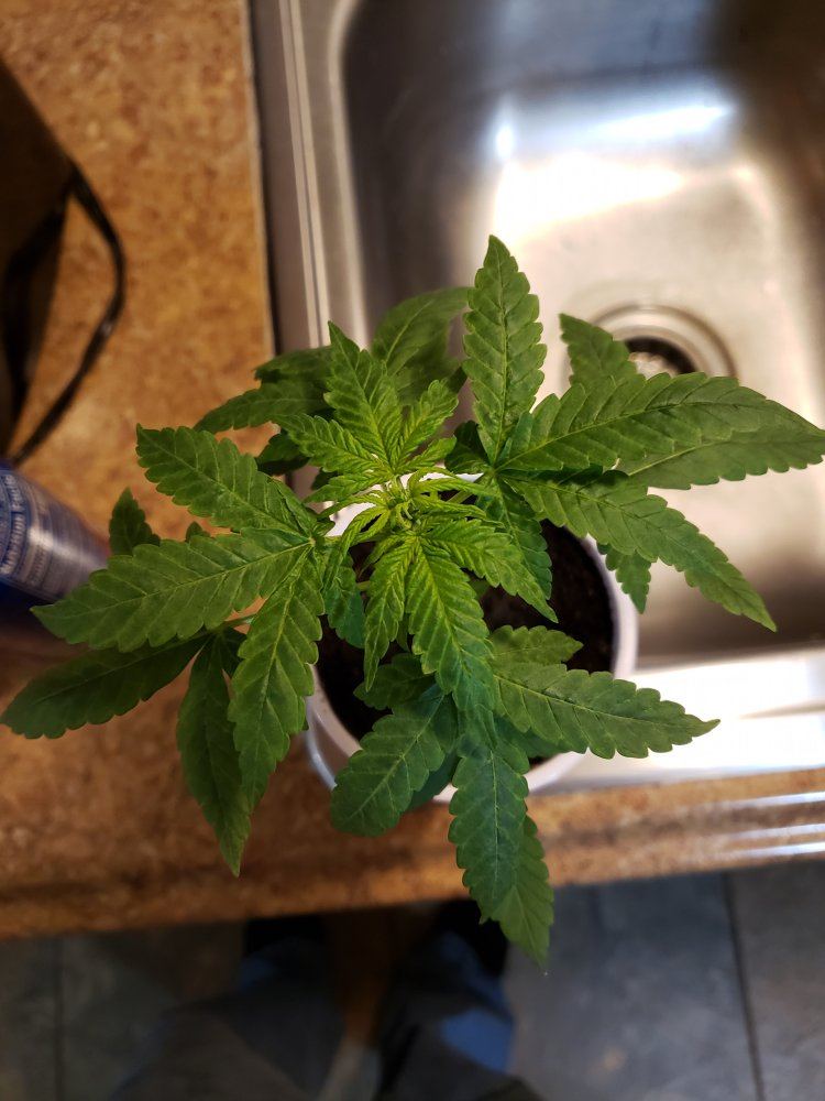 Help with sick plant please 3