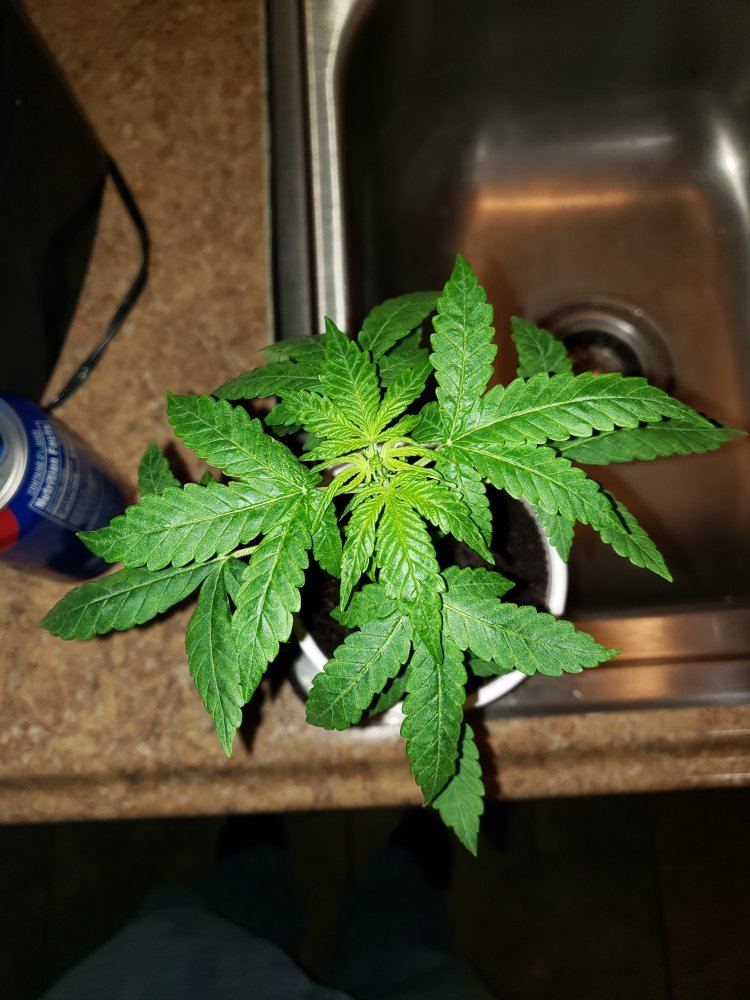 Help with sick plant please 4