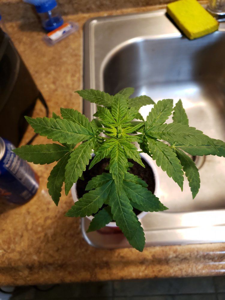 Help with sick plant please 6