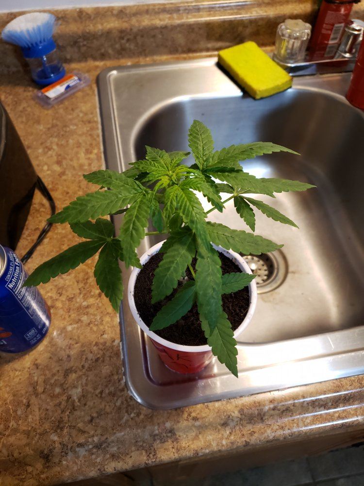 Help with sick plant please