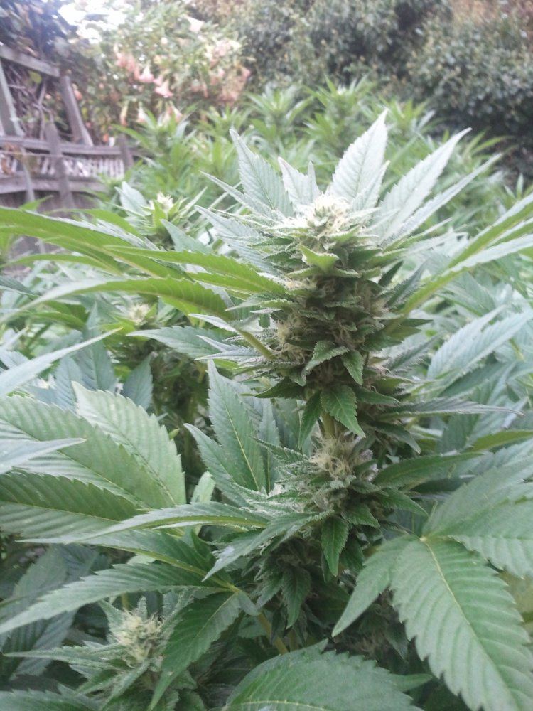 Help with sour diesel and blue dream harvest timing 2