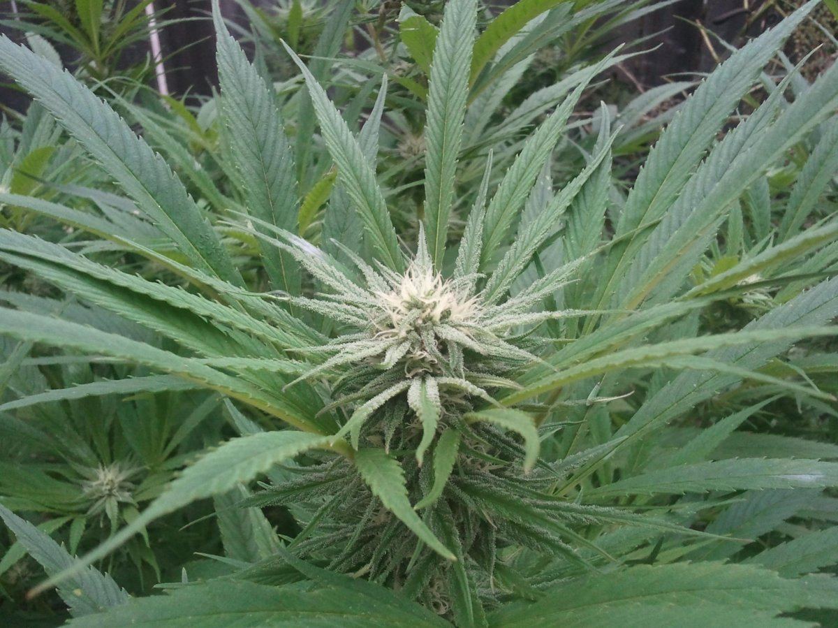 Help with sour diesel and blue dream harvest timing