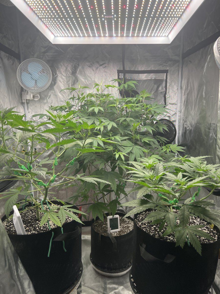 Help with taming massive clone before flower 3