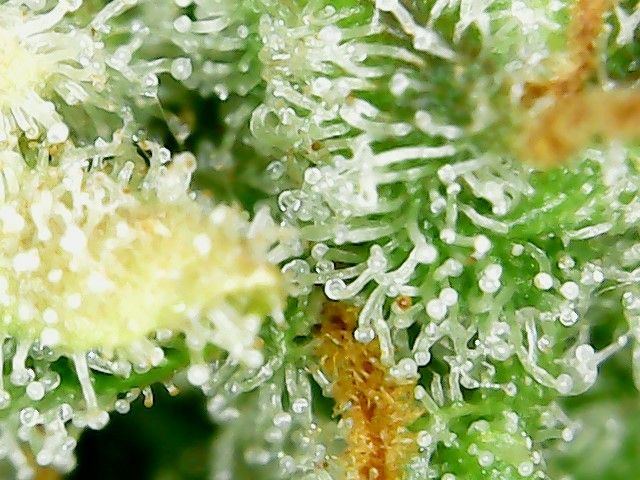 Help with trichomes when to harvest 3