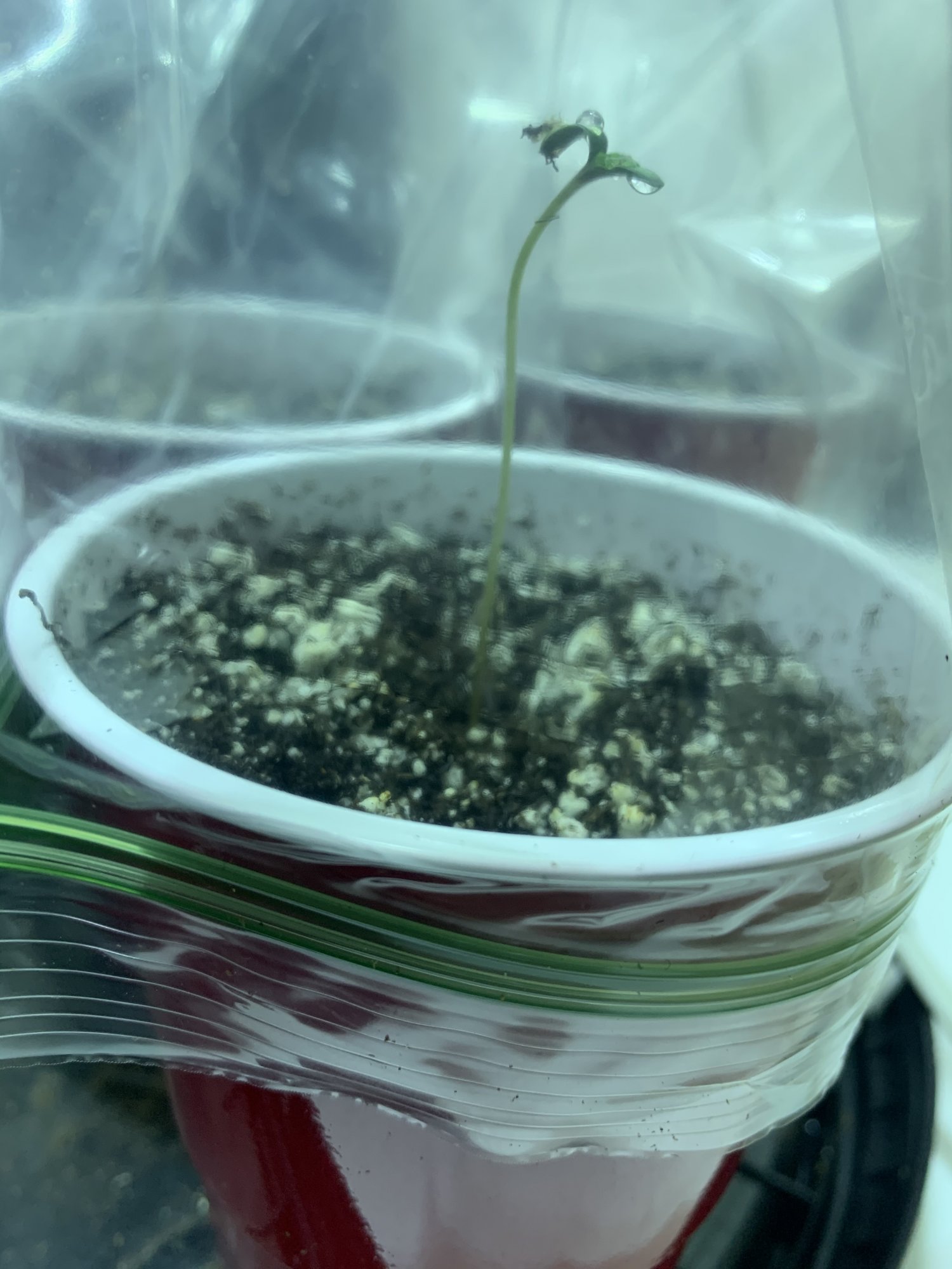 Help with wild seedling 2