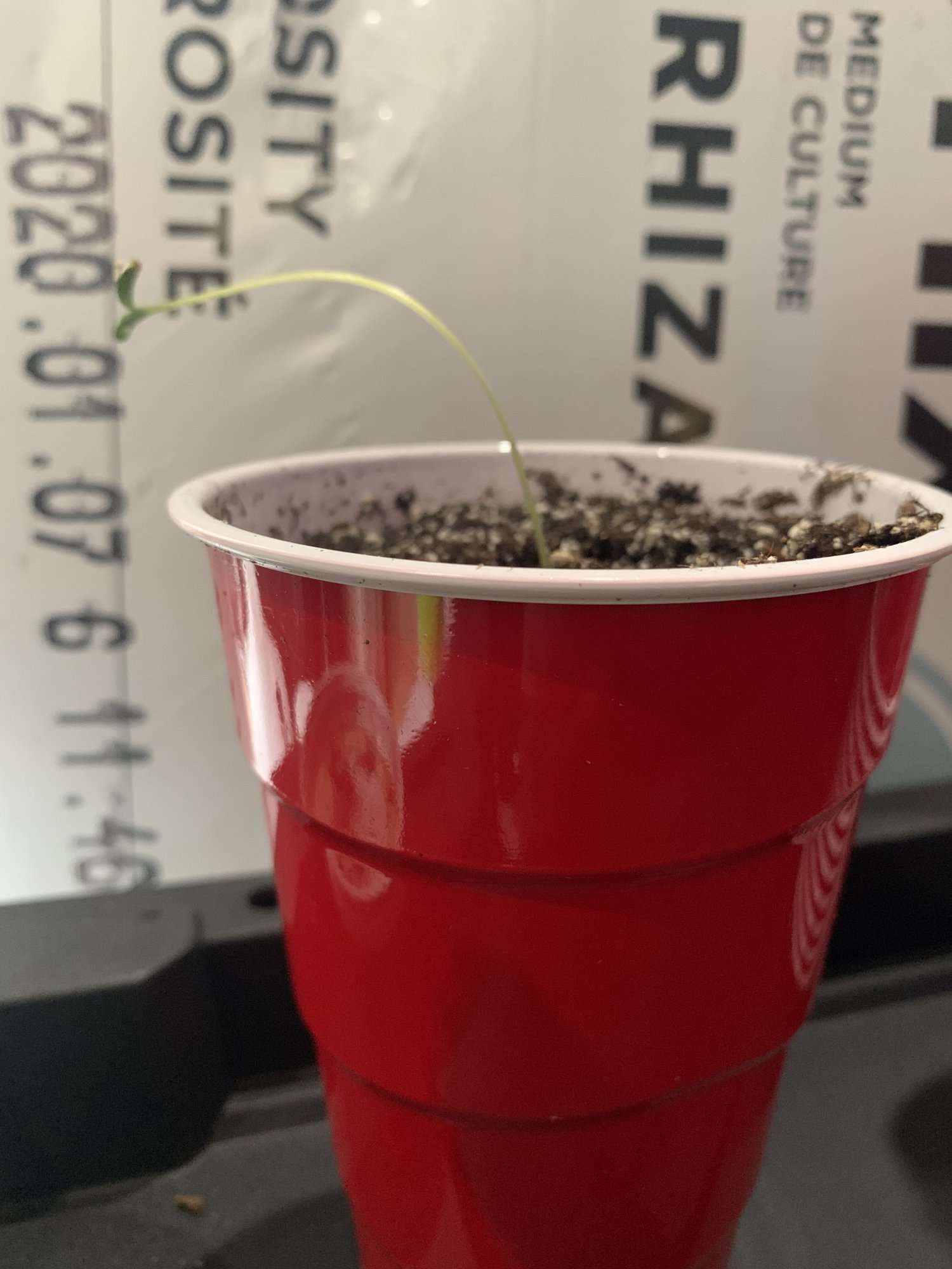 Help with wild seedling