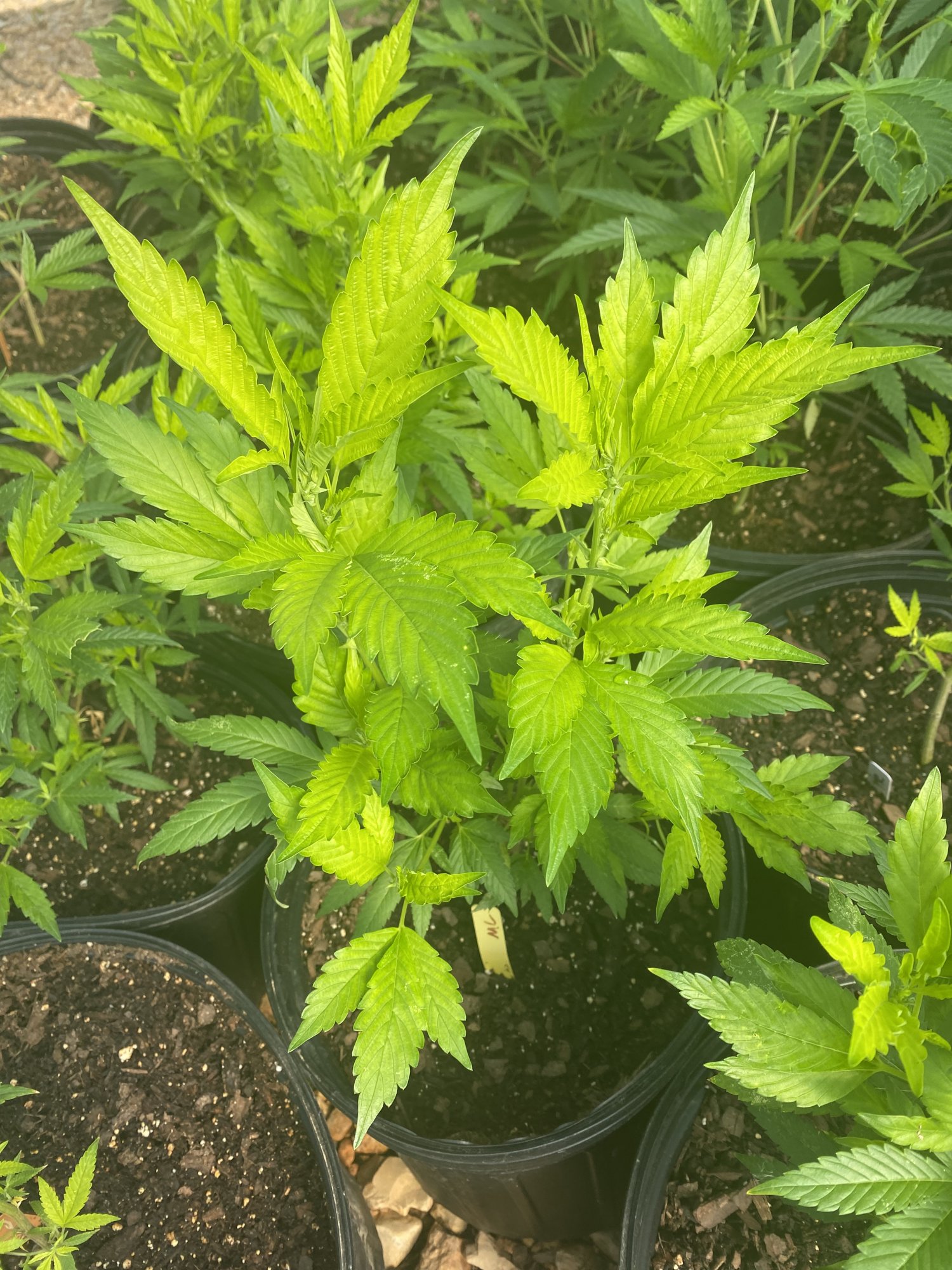 Help with yellow tops of plants 3