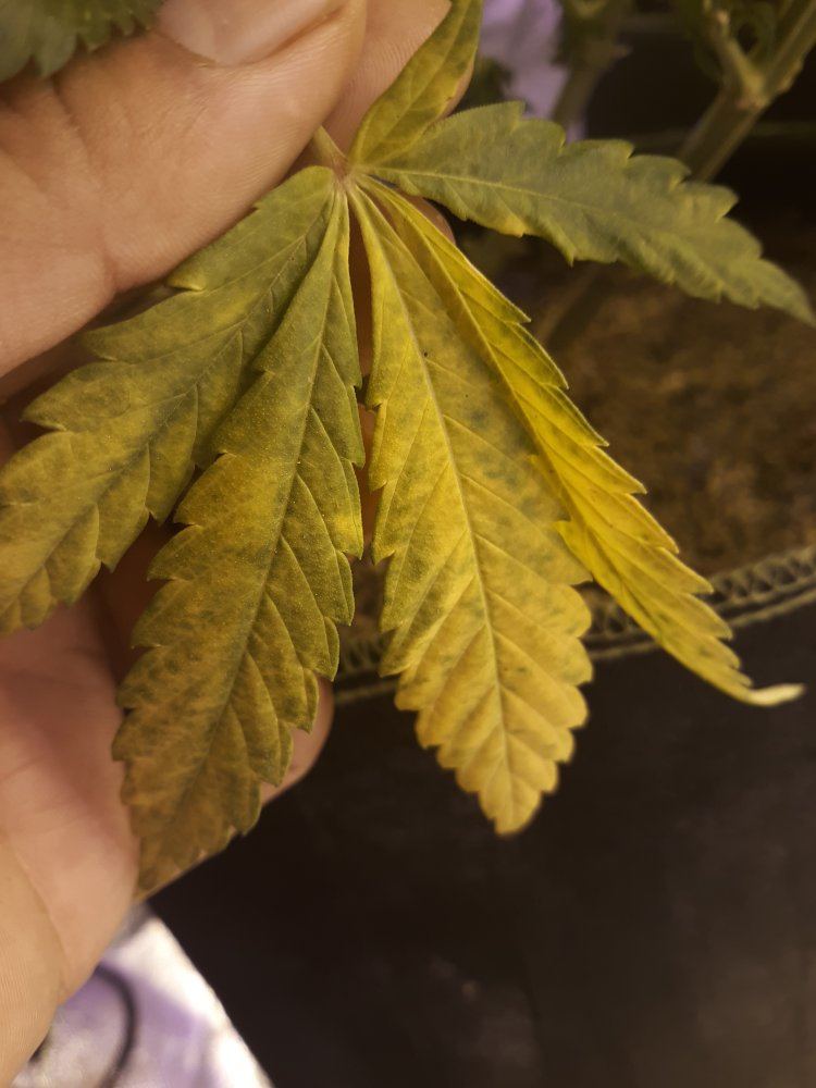 Help with yellowing leaves 2