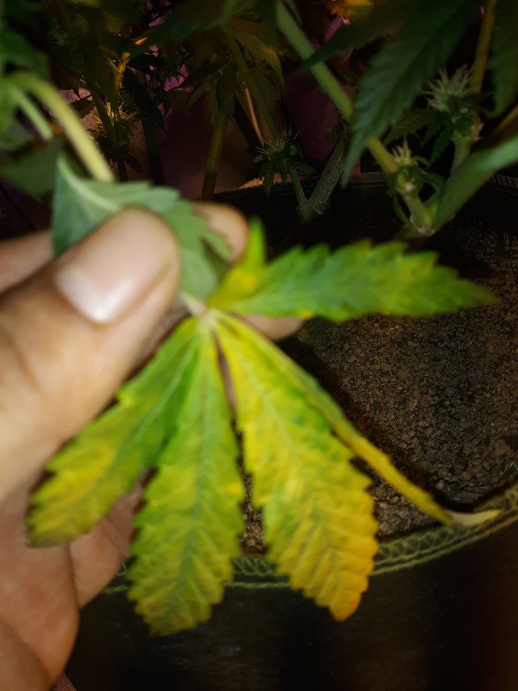 Help with yellowing leaves 3