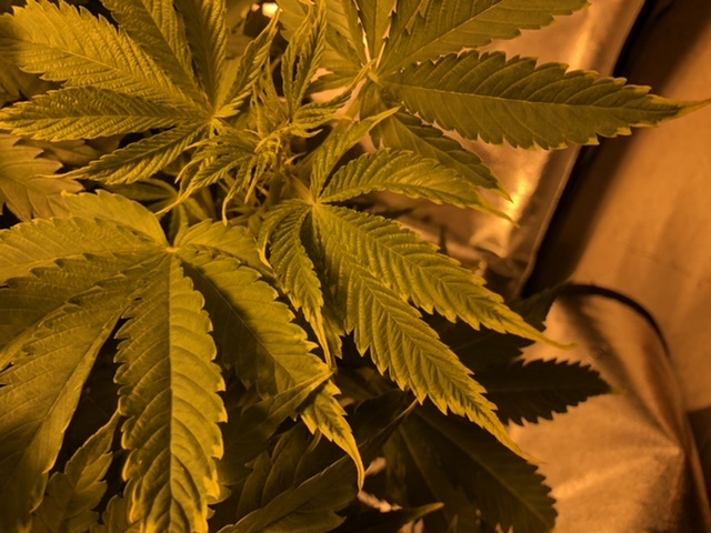 Help with yellowing leaves 4