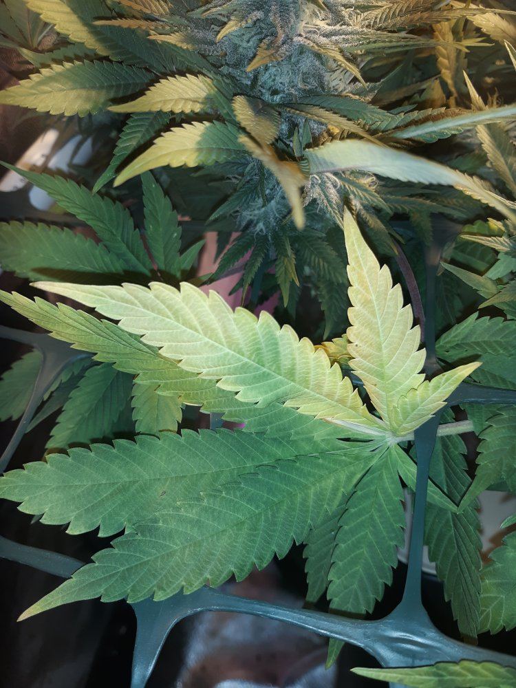 Help with yellowing leaves 5