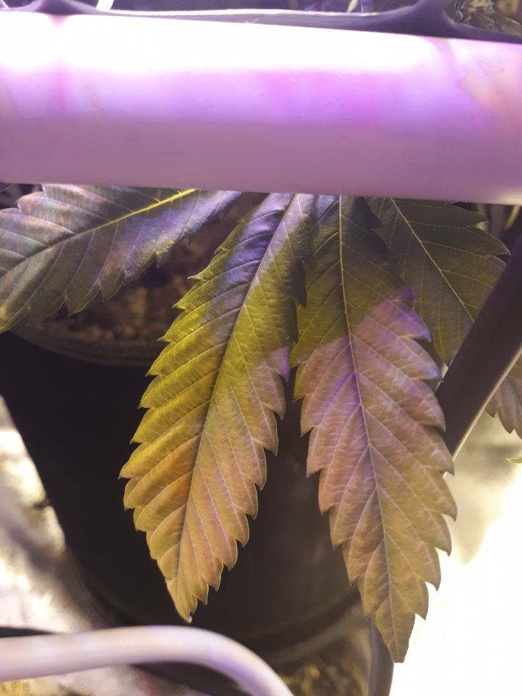 Help with yellowing leaves