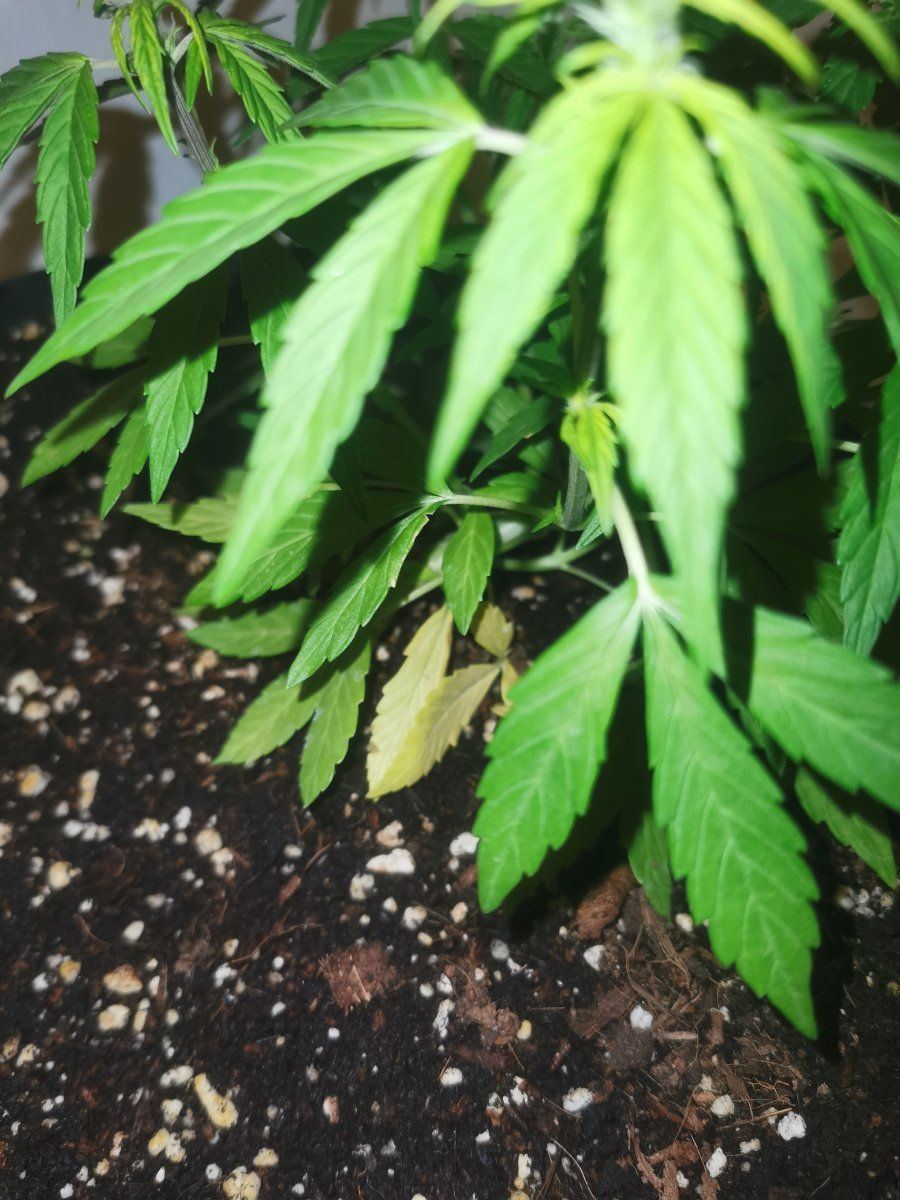 Help yellow leaves on autos 2