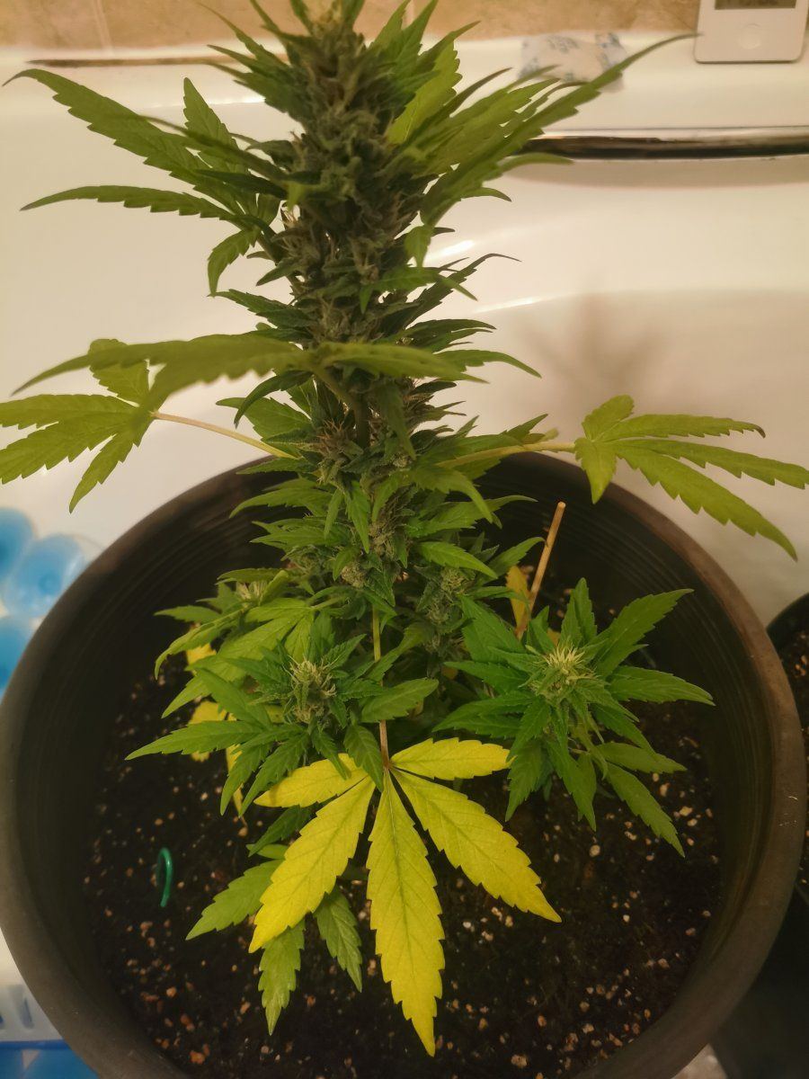 Help yellow leaves on autos 3